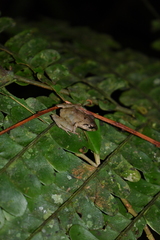 Pristimantis lanthanites