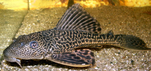 Sailfin Catfishes