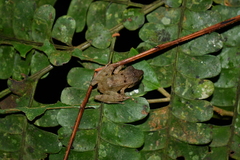 Pristimantis lanthanites