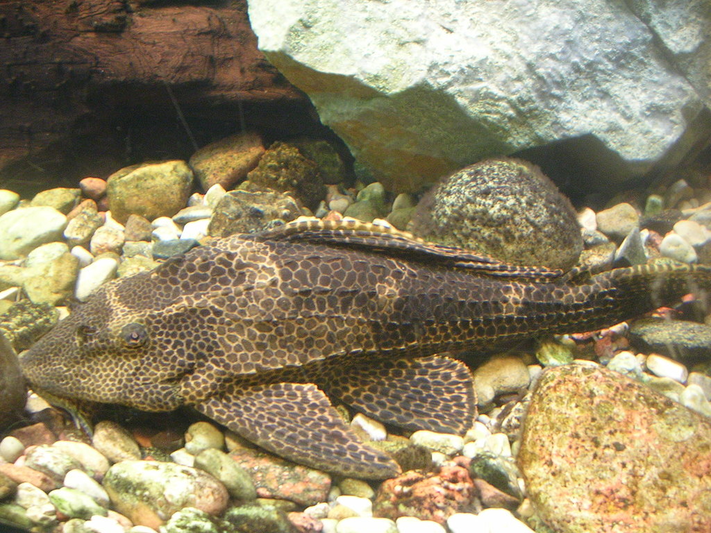 Pléco léopard (Pterygoplichthys gibbiceps (Kner, 1854))