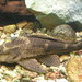 Pterygoplichthys gibbiceps - Photo (c) Kamil Porembiński,  זכויות יוצרים חלקיות (CC BY-SA)