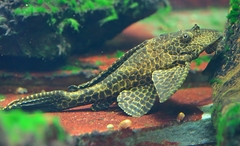 Common Pleco photo 4