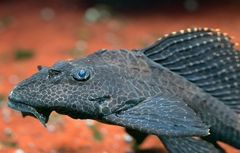 Common Pleco photo 5
