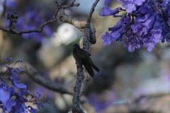 Eugenes fulgens