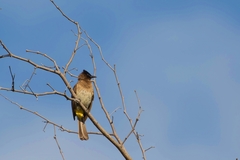 Pycnonotus barbatus layardi