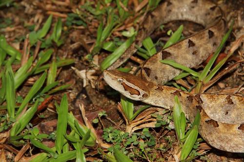 Photo of a Malayan Pit Viper (Calloselasma rhodostoma)