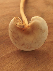 Gymnopus junquilleus