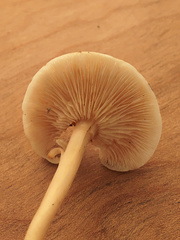 Gymnopus junquilleus