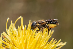 Helicosmia