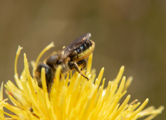 Helicosmia