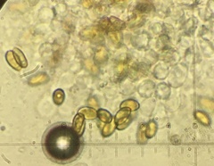 Gymnopus junquilleus