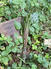 Amorphophallus konjac