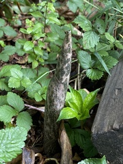 Amorphophallus konjac