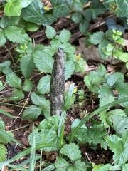 Amorphophallus konjac