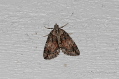 Hydriomena perfracta