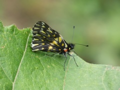 Catasticta teutila