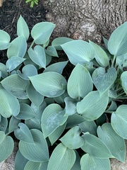 Hosta