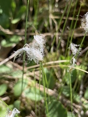 Trichophorum alpinum