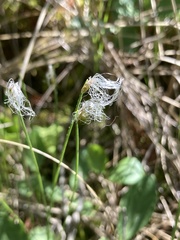Trichophorum alpinum
