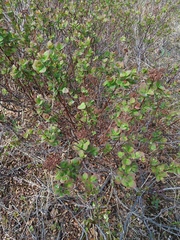 Spiraea beauverdiana