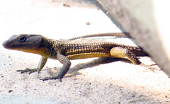 Ninurta coeruleopunctatus