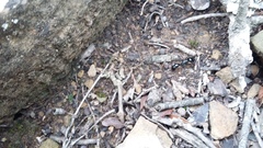 Plectroctena mandibularis