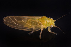 Psyllinae