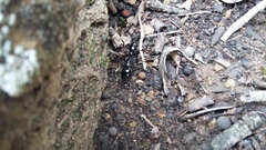 Plectroctena mandibularis