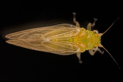 Psyllinae