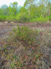 Spiraea beauverdiana