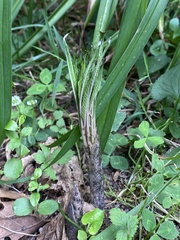 Amorphophallus konjac