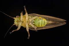 Psyllinae