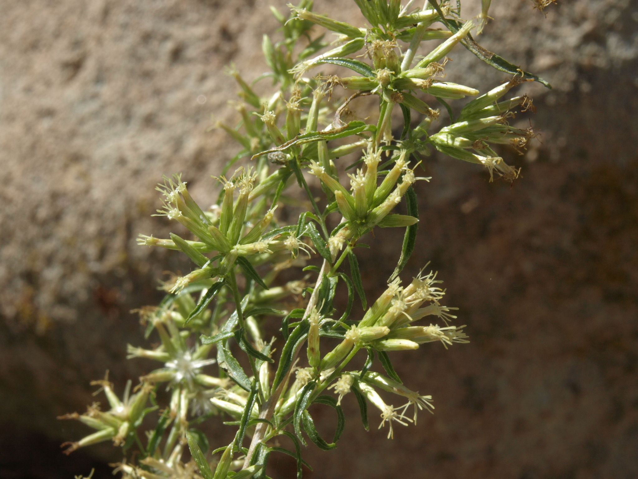 Brickellia longifolia var. multiflora