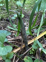 Amorphophallus konjac