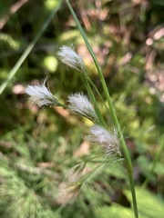Eriophorum viridicarinatum