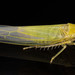Forcipata loca - Photo (c) solomon hendrix,  זכויות יוצרים חלקיות (CC BY-NC), הועלה על ידי solomon hendrix
