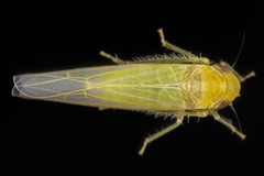 Forcipata loca