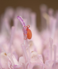 Balaustium