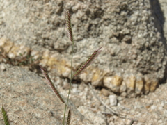 Bouteloua barbata barbata