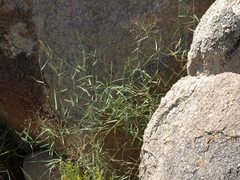 Muhlenbergia porteri