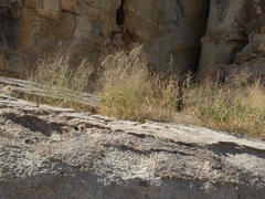 Muhlenbergia porteri