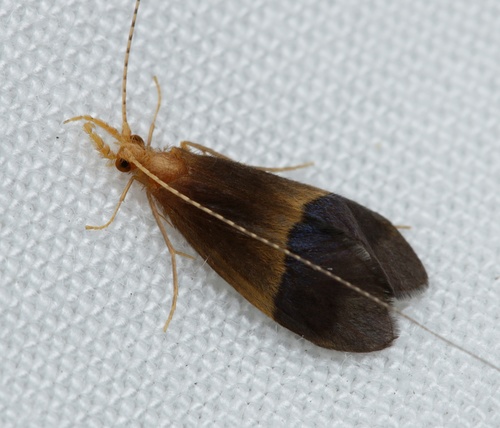 Anisocentropus muricatus