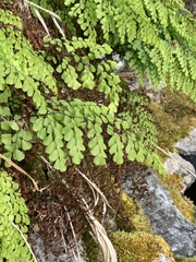 Adiantum venustum