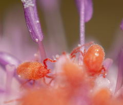 Balaustium