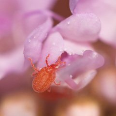 Balaustium