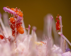 Balaustium