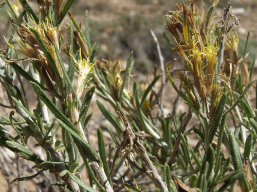 Ericameria parryi var. aspera