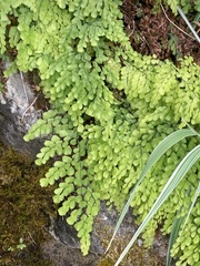 Adiantum venustum