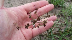 Juncus oxycarpus