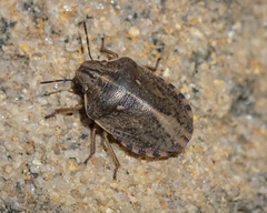 Eurygaster alternata